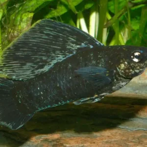 Schnäppchen Segelkärpfling schwarz (Poecilia velifera var.)